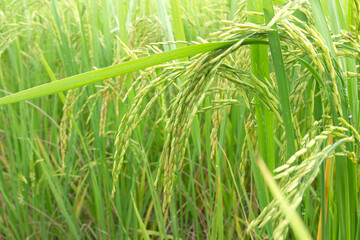 Green ears of rice in the rice fields in the morning