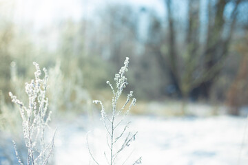 Winter plants in frost in light blue and white colors 
