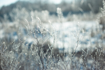 Winter plants in frost in light blue and white colors
- 458490313
