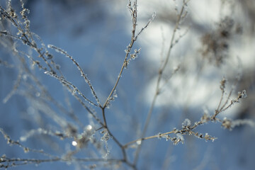 Winter plants in frost in light blue and white colors 
