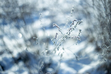 Winter plants in frost in light blue and white colors
- 458490378