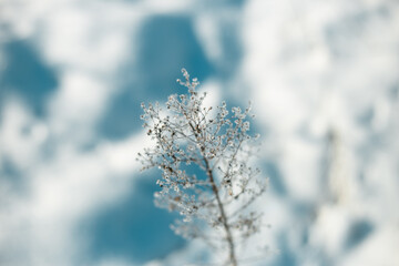 Winter plants in frost in light blue and white colors
- 458490382