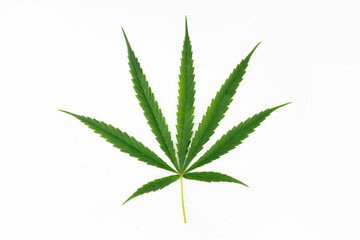 Cannabis on a white background.