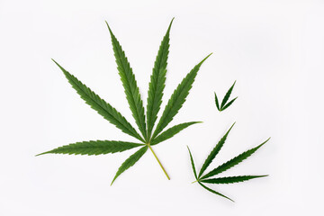Cannabis leaf isolated on white