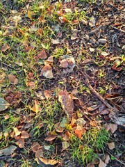 fallen autumn leaves