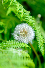 Dandelion between ferns.