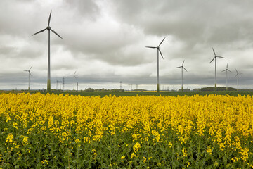 wind power generators in a blooming rapeseed field in cluudy weather