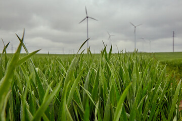 wind power generators in a green gras field in cloudy weather