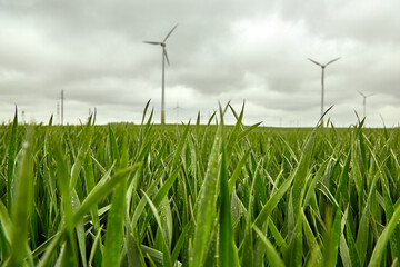 wind power generators in a green gras field in cloudy weather
