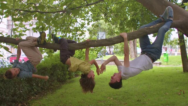 Children have fun in the city park, hanging from a tree branch with their older friend. Babysitting as a part-time job for a pedagogical student during vacations.
