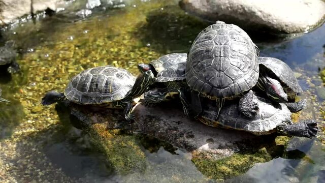 Lots of turtles on the rock. Turtles in the summer in the park. Waterfowl bask in the sun. Pets in the reserve.