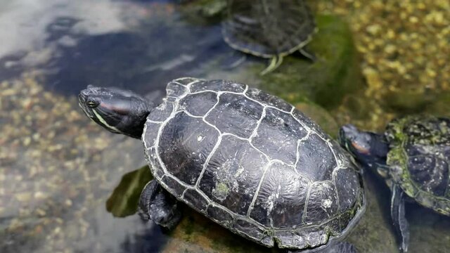 The turtle climbed onto the turtles. An animal in the zoo. Sea turtle in the park.