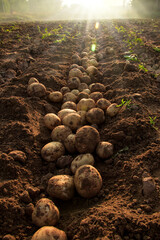 Organic potato harvest in the fields.