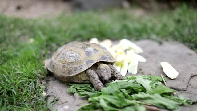 Turtle eats greens. Animal with shell. Turtle eats plant outside. Shooting in details of animal in mini zoo.