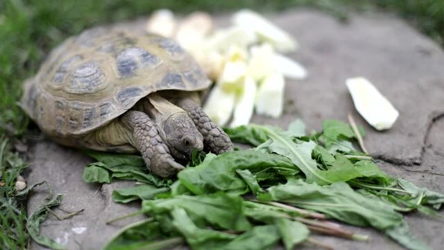 Turtle eats greens. Animal with shell. Turtle eats plant outside. Shooting in details of animal in mini zoo.