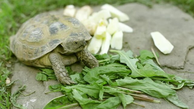 Turtle eats greens. Animal with shell. Turtle eats plant outside. Shooting in details of animal in mini zoo.