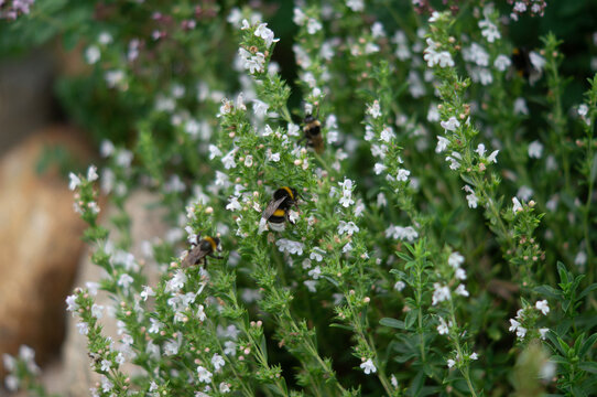 Hummel auf Bohnenkraut weiß blühend / Konzept: Naturgarten, Insektenfreundlicher Garten