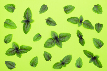 Sprigs and leaves of fresh basil on green background. Food pattern abstract background.