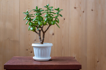 Houseplant succulent Crassula in a pot on a wooden desk on wooden background.