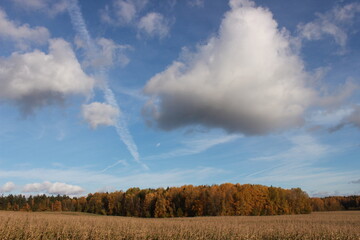 Fototapeta na wymiar Autumn trees, maple leaves on a blue sky background, autumn landscape.