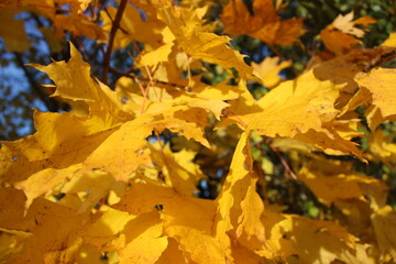 Yellow maple leaves in close-up, autumn leaves on a blue sky background.