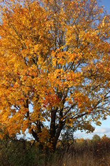 Obraz premium Autumn trees, maple leaves on a blue sky background, autumn landscape.
