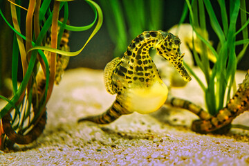 a seahorse in an aquarium. the small green, yellow one has boy in the burrow