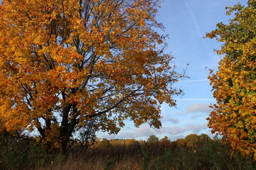 Autumn trees, maple leaves on a blue sky background, autumn landscape.