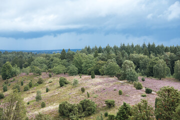 Fototapeta na wymiar Heathland in Germany. Vacation in the country in Germany or Holland