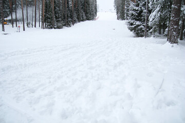 Snowy spruce forest on a white background. 