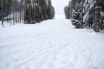 Obraz premium Snowy spruce forest on a white background. 