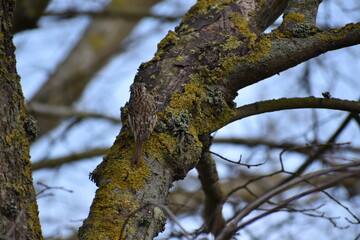 Bird on a tree (Eurasian treecreeper)
