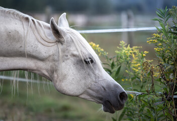 Head of a white arabian horse in the pasture. The horse eats autumn herbs