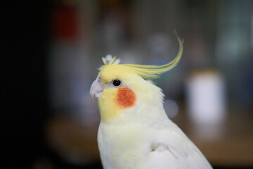 A cockatiel standing alone