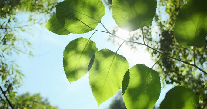 Green leaves close-up on blue sky in summer. Luscious green leaves on tree branch illuminated bright sunbeams. Natural fresh foliage background. Sun backliting spring branch sways in wind. Sunny park