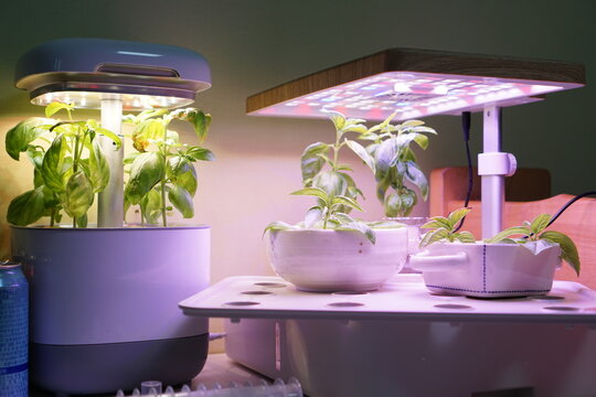 Basil hydroponics with LED