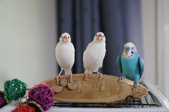 Java finches and a parakeet