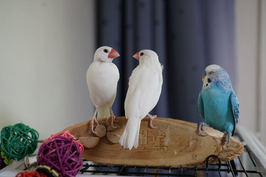 Java finches and a parakeet