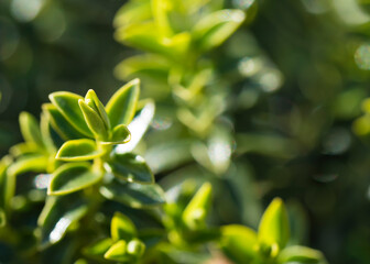 Lush green leaves on blurred greenery background. Beautiful buxus leaf texture in sunlight. Natural bokeh background. Close-up of macro with copy space for text. - obrazy, fototapety, plakaty