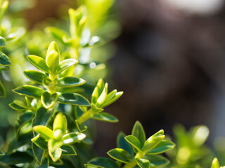 Lush green leaves on blurred greenery background. Beautiful buxus leaf texture in sunlight. Natural bokeh background. Close-up of macro with copy space for text.