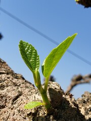 Leaf, Greenery, tiny leaf,  design leaf, leaf pattern, leaf structure, leaf, leaves