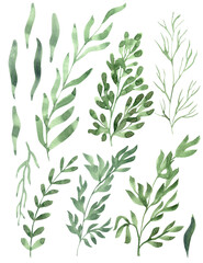 Watercolor hand painted illustration of greens or herbs. Green color.