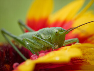 Grasshopper sits on a beautiful flower. Close-up macro photography.