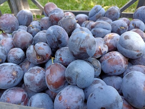 Many plums. Fruits from the home garden.