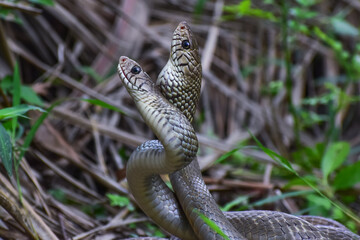 When the rat snakes are involved in mating. Tamilnadu,India. 