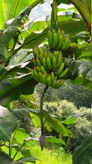 Banana, Raw Banana, tree, fruit