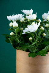 Grow white chrysanthemums in a pot. Autumn flower at home. Bouquet of flowers. Close-up. chrysanthemum bush