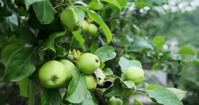 Bunch of ripe green apple on trees at garden against sky