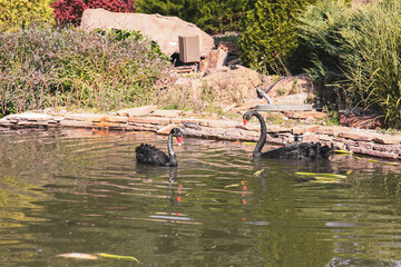 Black swan on the lake