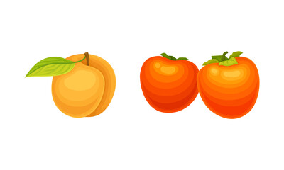 Orange fruits set. Fresh ripe apricot and persimmon cartoon vector illustration